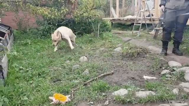ЧУМА ПЁС!) смотреть онлайн
