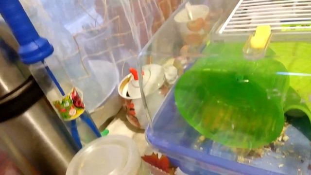 Хомки в колесе Деремся Сирийский хомячок ?Hamsters Babies | Хомячуля: Secret Life Hamster - Pets смотреть онлайн