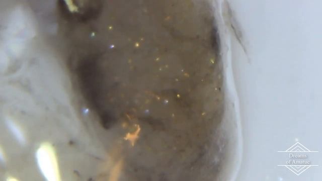 Гриб слизевик под микроскопом . Управляемые нано боты выгоняют его. смотреть онлайн