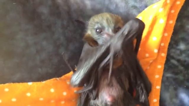 Ultra cute orphan flying-fox plays with her feet: this is Nike смотреть онлайн