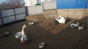 ХОЛМОГОРСКИЕ ГУСИ. Вся ПРАВДА О ЭТОЙ ПОРОДЕ. Содержание. Уход. Кормление. Составление семей21.01202