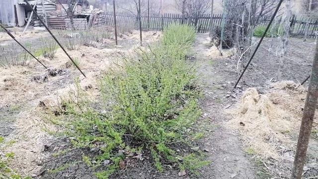 Обрезка крыжовника. смотреть онлайн