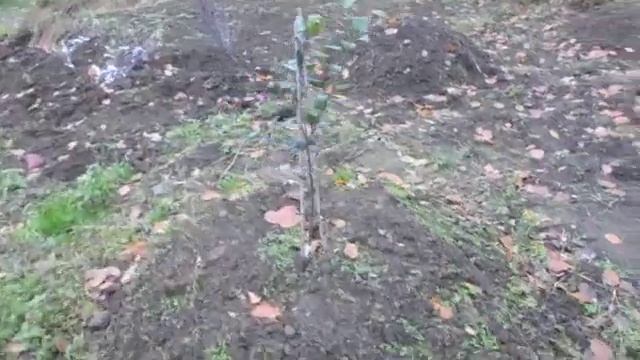 Посадка плодовых деревьев на холмы смотреть онлайн