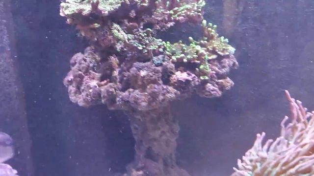 Tank update, new corals, and 3 dwarf angels смотреть онлайн