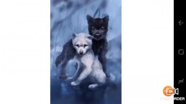 Чёрный волк и белая волчица.🐺