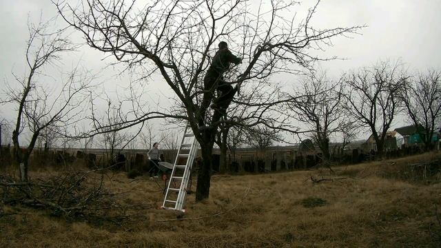 КУПИЛИ НОВУЮ ТАЧКУ//СТРИЖЕМ ДЕРЕВЬЯ И КОТА смотреть онлайн