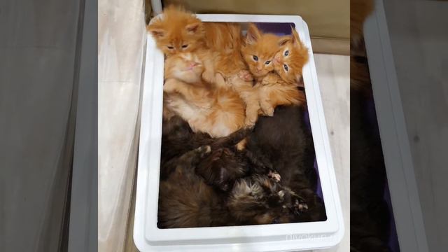 Котята мейн-кун возраст 1 месяц. Помёт "Ф" смотреть онлайн