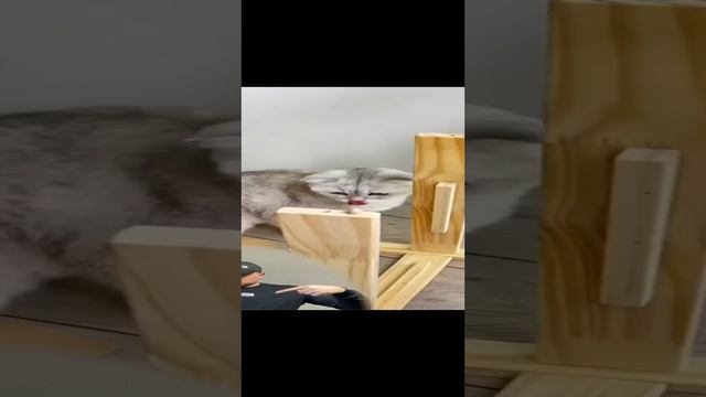 Кроватка, лежанка для собаки и кошки - Лежак для животных смотреть онлайн