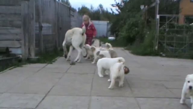 Щенки питомника "Шилеле" Набира+Гуля 2016 смотреть онлайн