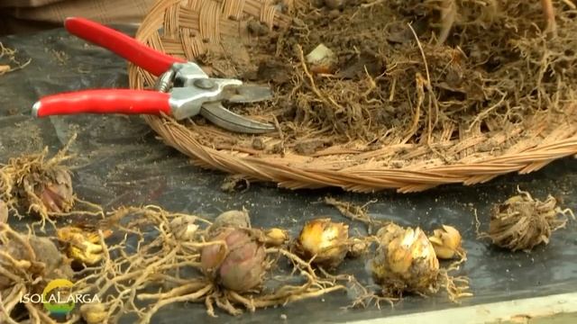 Propagazione Lilium Tigrinum