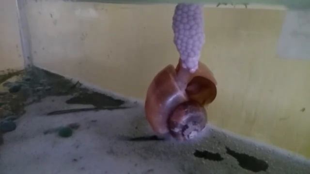 Улитка Ампулярия кладет икру!
