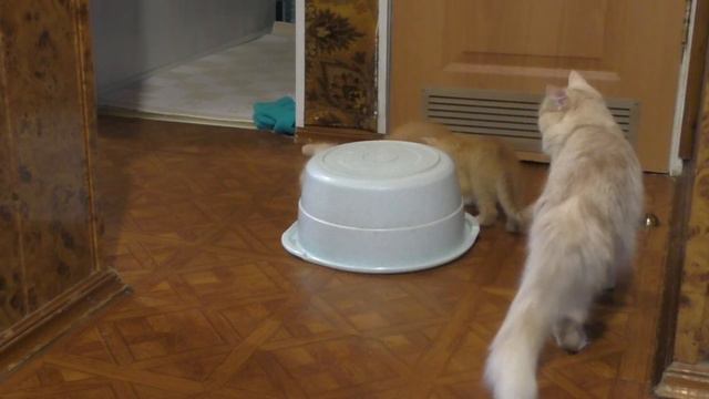 29."Кыси". Живой... тазик. И другие приключения бусиков смотреть онлайн