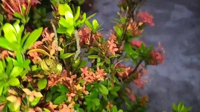 Ixora Flower plant Care & Varieties, Best Monsoon plant Ixora coccinea смотреть онлайн