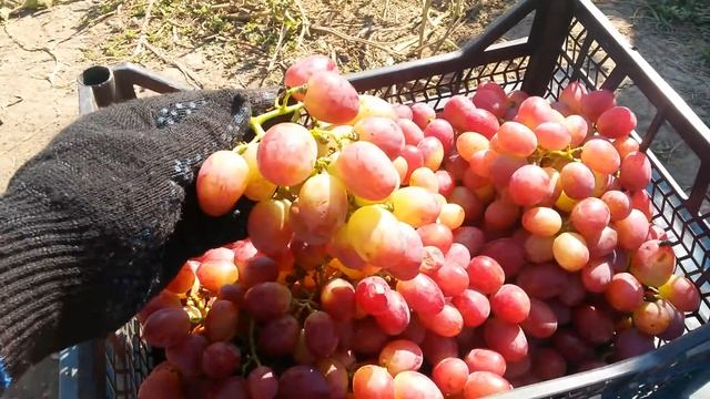 20160914 Виноград Анюта смотреть онлайн