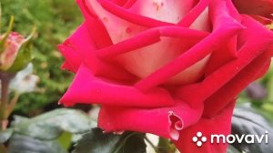 Обзор розы Люксор  14.08.2019