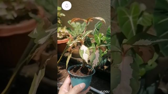 Caricature Plant | Plantito | Mhon Montenegro | #short смотреть онлайн