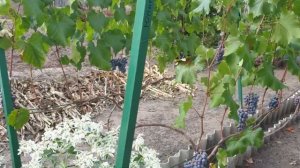 Виноград кишмиш Юпитер (Anggur Jupiter): вкусный, сладкий, морозостойкий - для новичков и не только