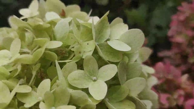 Гортензии Меджикал Кендл и Сильвер Доллар в моём осеннем саду??? смотреть онлайн