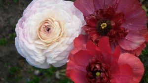 Как выращивать лютики из семян в домашних условиях