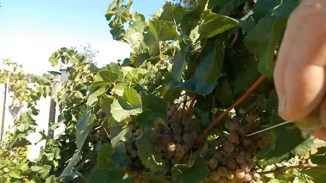 Белый винный виноград,абориген. смотреть онлайн