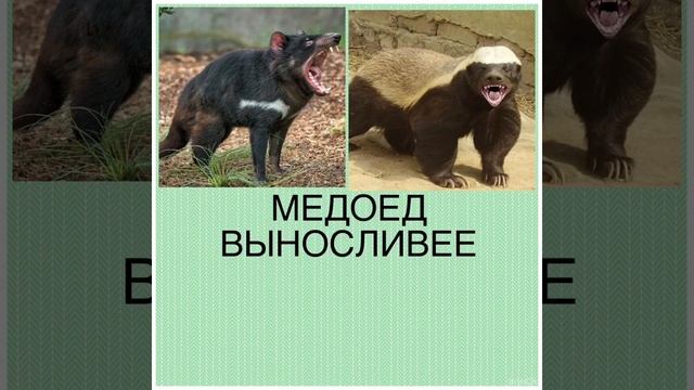 Тасманийский дьявол против медоеда смотреть онлайн