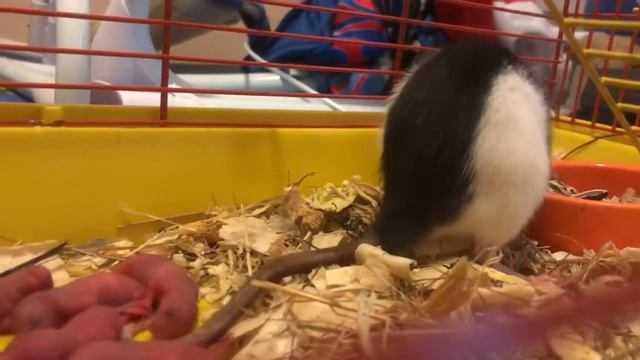 Пополнение в крысином семействе! Крысята родились! смотреть онлайн