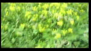 Косим траву конной косилкой