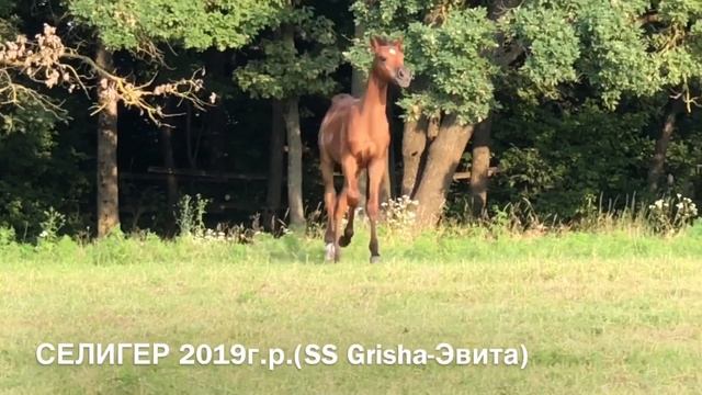 СЕЛИГЕР 2019г.р.(SS Grisha-Эвита) арабский жеребчик смотреть онлайн