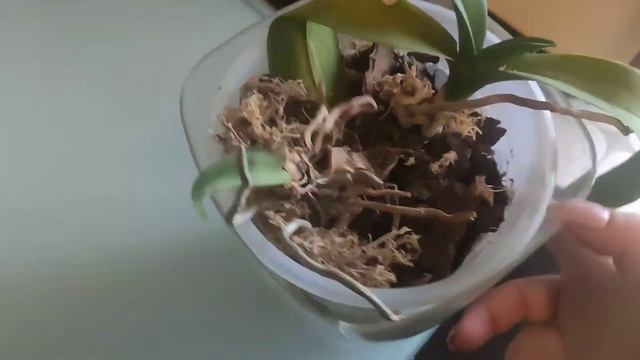 Фаленопсисы: мытарства моих после пересадки/ орхидеям плохо смотреть онлайн