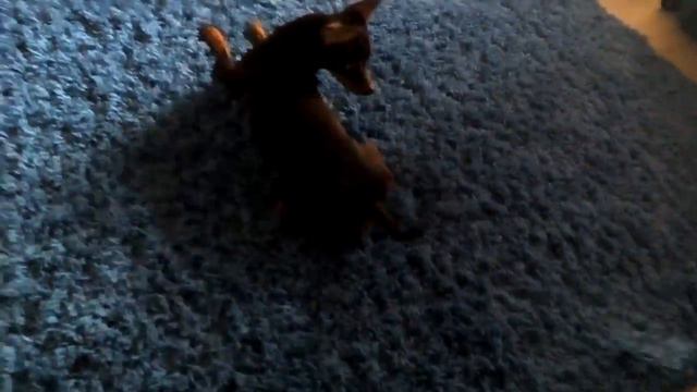 Той-терьер Джастин в отрыве смотреть онлайн