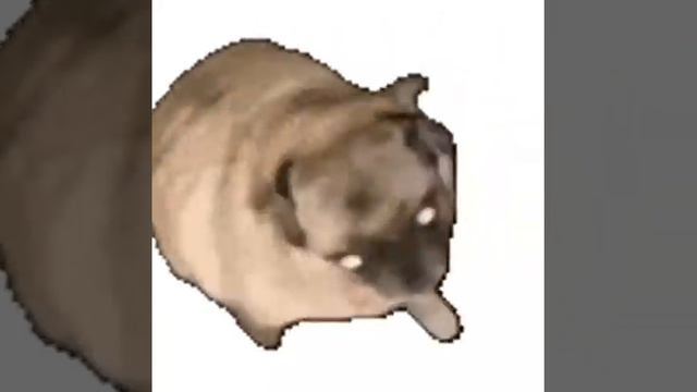Pug dances to music смотреть онлайн