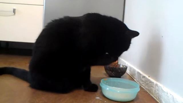 Забыл как едят коты))) смотреть онлайн