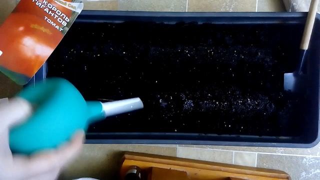 Сажаем на рассаду томат Король гигантов и Оранжевый гигант, с последующим пикированием. смотреть онлайн