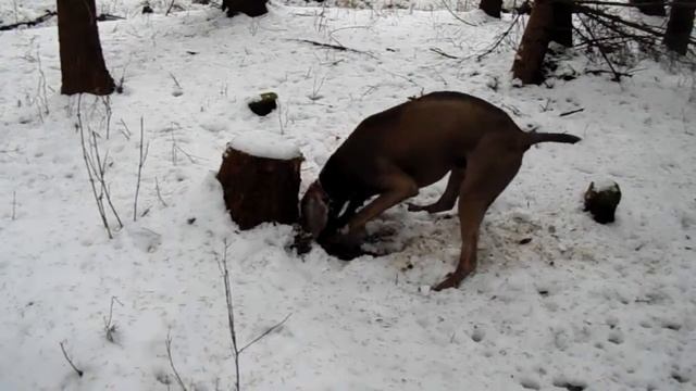 Sony DSC-H100 test video - Weimaraner hunt mice :) |HD 720p| смотреть онлайн