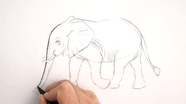 How to Draw an ELEPHANT. Sketching Wild Animals No 3. Happy Drawing! with Frank Rodgers смотреть онлайн