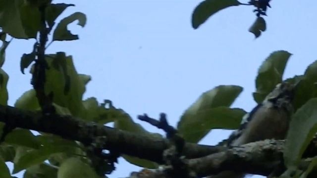 Малый пёстрый дятел-лакомка смотреть онлайн