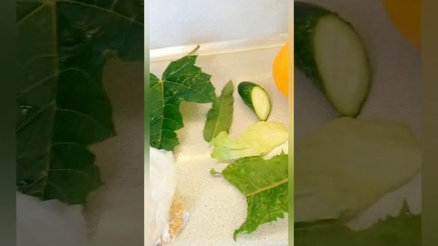 Улитки Ахатины. Питание взрослых улиток смотреть онлайн