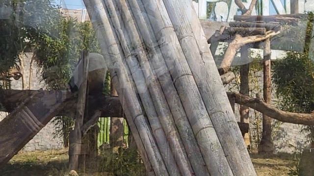 Зоопарк в городе Ухань // Китай 2023 смотреть онлайн