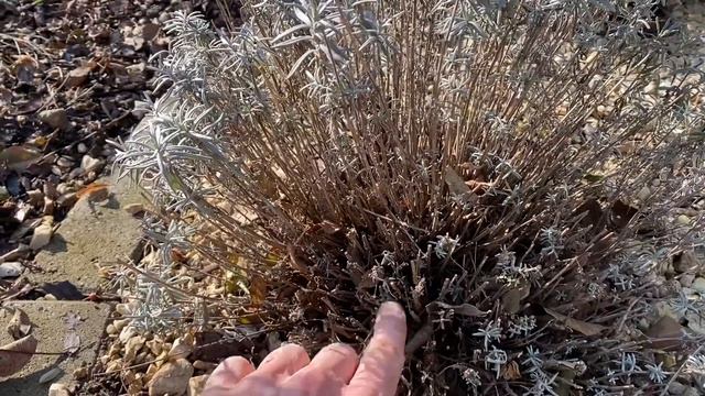 A levendulák tavaszi metszése смотреть онлайн