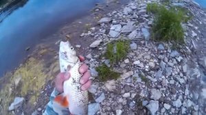 Голавль на бомбарду (сбирулино)