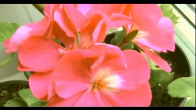 **ПЕЛАРГОНИЯ //ГЕРАНЬ// УХОД В ОКТЯБРЕ**.... ** PELARGONY // GERAN // CARE IN OCTOBER ** .... смотреть онлайн