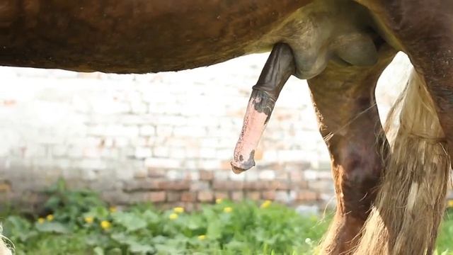 Особенное осеменение лошадей в Беларуси смотреть онлайн