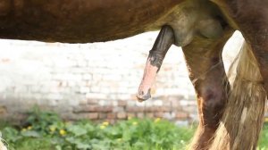 Особенное осеменение лошадей в Беларуси