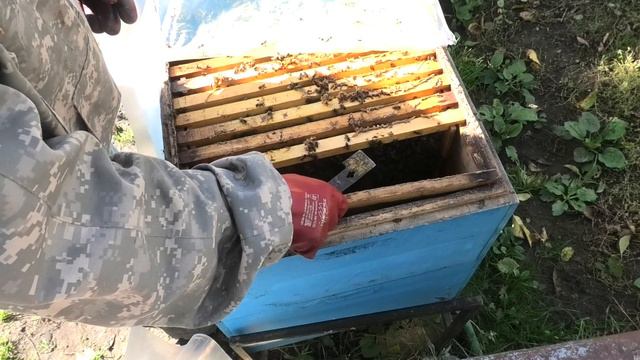 ОСМОТР СЕМЕЙ НА НАЛИЧИЕ КОРМА И МАТОК. смотреть онлайн