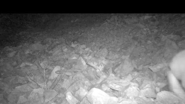 Заяц пробежал перед фотоловушкой. Бурятия смотреть онлайн