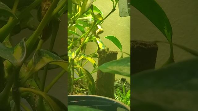 Live Feeding: Philodryas baroni (Green Barons Racer) eating a live button quail смотреть онлайн
