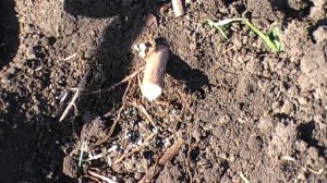 Прививка на виноград молдова винограда юпитер