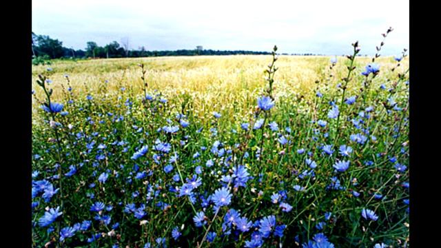 Детские сны смотреть онлайн