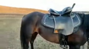 Седло казачьего типа. Обзор  владельца.