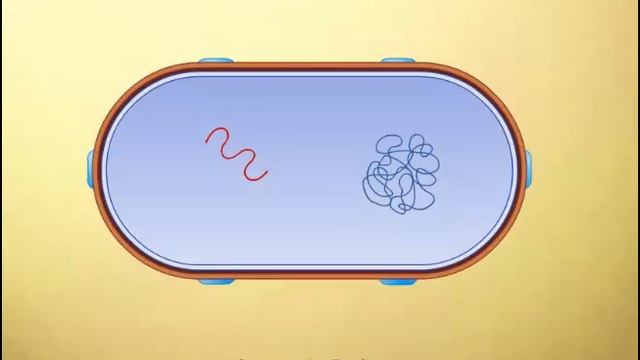 lambda phage replication cycle смотреть онлайн
